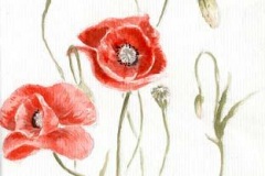 coquelicot