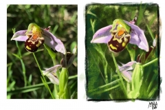 Ophrys apifera (Ophrys abeille) - étude