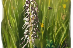 Orchis bouc (Himantoglossum hircinum)