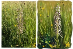 Orchis bouc photo/illustr (Himantoglossum hircinum)