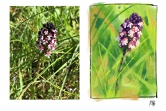 Orchis purpurea (Orchys pourpre) - étude