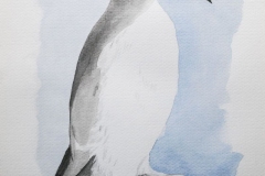 Guillemot de Troil