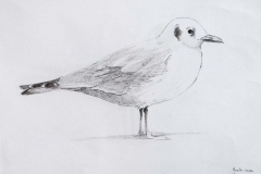 Mouette rieuse en hiver