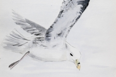 Petrel fulmar en vol