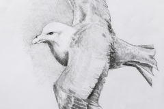 Petrel fulmar vol