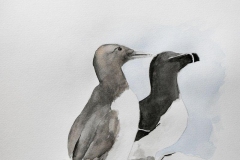 Pingouin Torda & guillemot de Troil