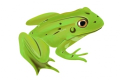 grenouille verte - SQP